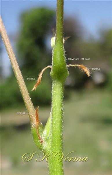  Stipules and  Pulvinate Leaf base